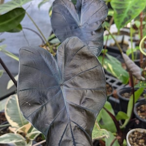 Philodendron Black Magic - Etsy