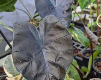Colocasia "Magia Negra", Orejas de Elefante, Taro