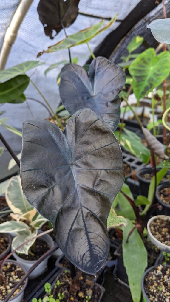 green wonder plant Thaumatophyllum spruceanum 'Green Wonder' – Foliage Factory main image 1