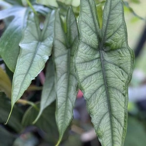 Live - Alocasia Dragon's Breath Baginda Starter - USA Seller