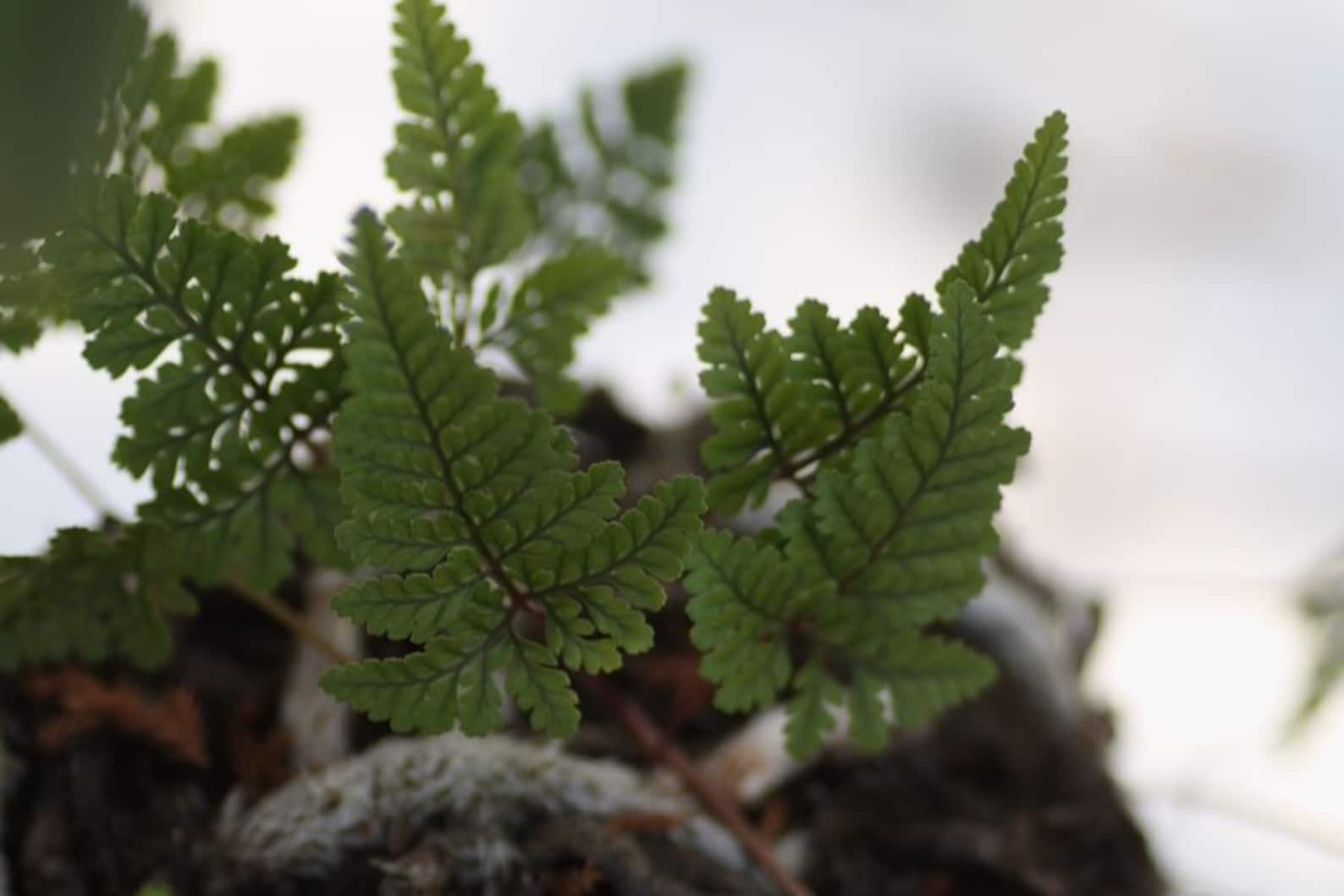Davallia Humata Tyermanii - White Rabbit's Foot Starter Fern Plant ...