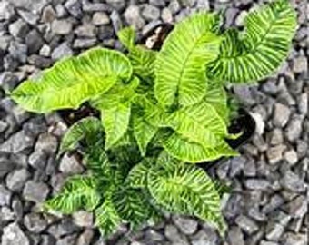 Variegated Golden Zebra Bamboo Fern Starter plant, Coniogramme emeiensis