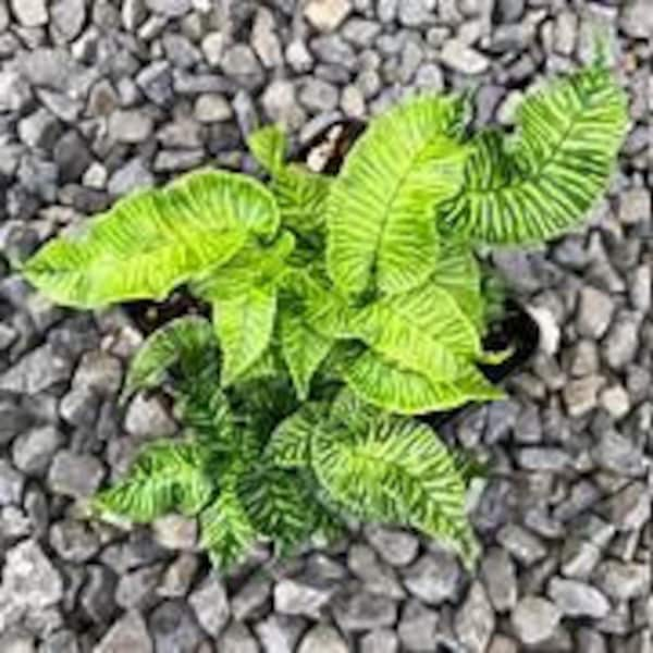 Variegated Golden Zebra Bamboo Fern Starter plant, Coniogramme emeiensis