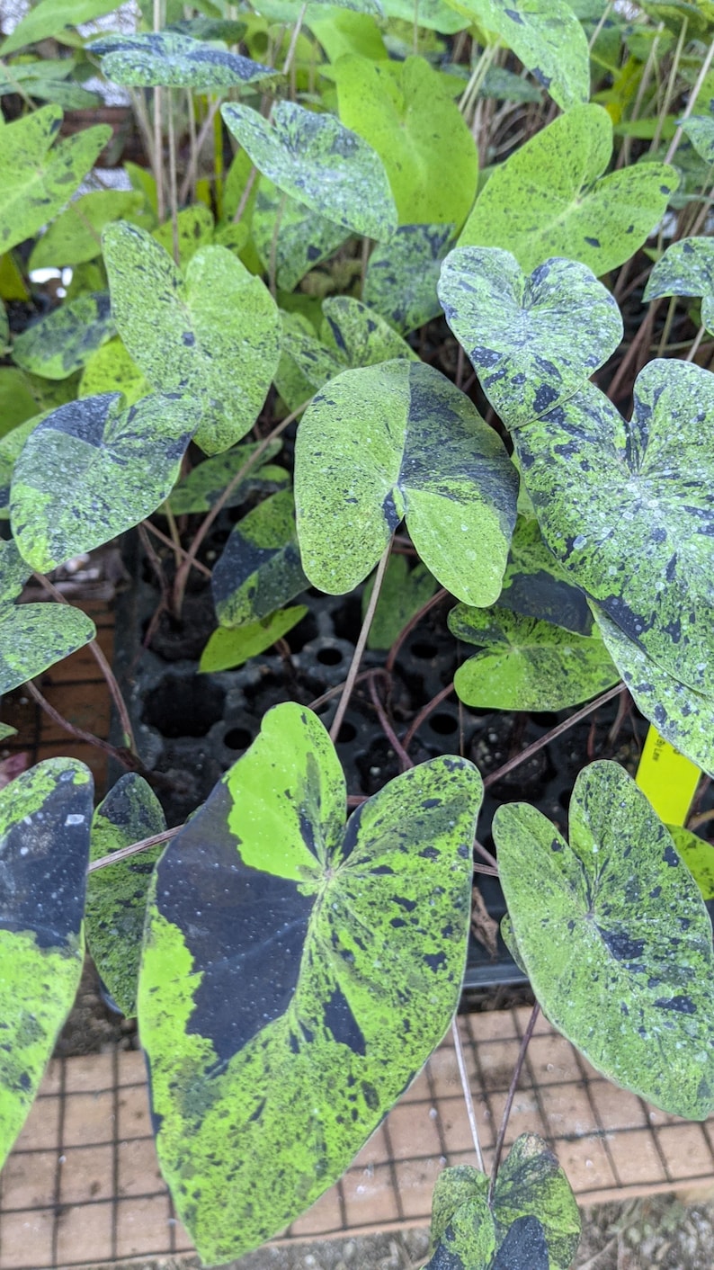 WonkaPlants Colocasia Mojito - Thumbnail 2