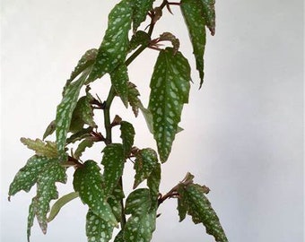 Live Angel Wing Begonia "Medora" Starter Plant USA SELLER!