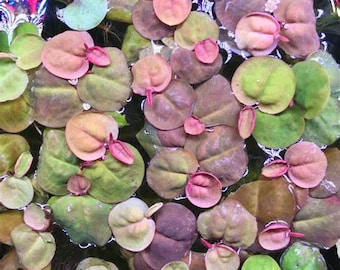 Live Red Root Floaters - Aquarium Plants - Phyllanthus Fluitans USA SELLER!