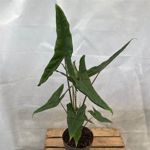 Live Alocasia "Tigrina" Superba Starter Plant - USA Seller