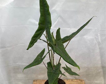 Live Alocasia "Tigrina" Superba Starter Pflanze - USA Seller