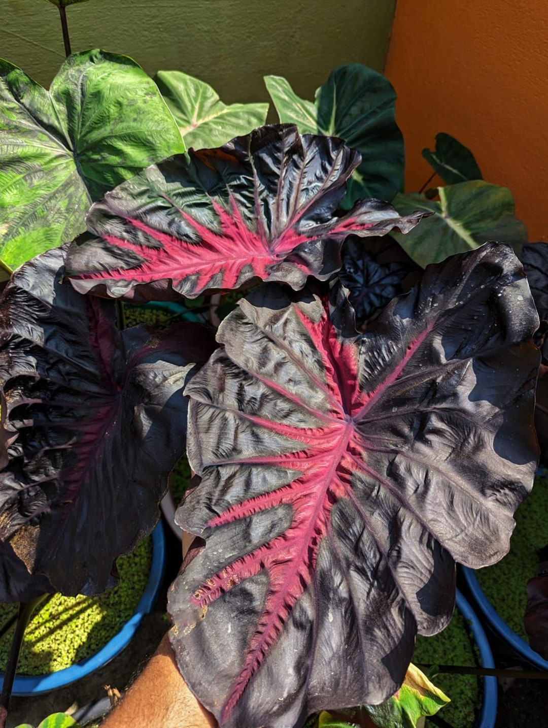 Live Colocasia redemption, Elephant Ears Super Rare Starter Plant Etsy