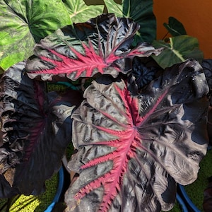 Live Colocasia "Redemption", Elephant Ears Super Rare Starter Plant