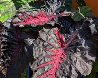 Colocasia vivant « Redemption », plante de départ super rare à oreilles d'éléphant