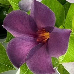 Puede incluir: Una sola flor morada con un centro morado más oscuro. La flor está rodeada de hojas verdes.