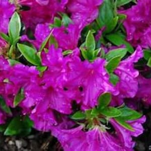 May include: A cluster of vibrant magenta azalea flowers with green leaves. The flowers have a ruffled appearance and are in full bloom.