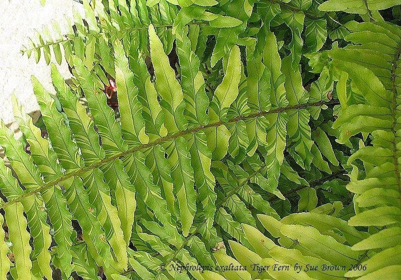 WonkaPlants Nephrolepis Exaltata Compacta Tiger Fern Plant - Thumbnail 4