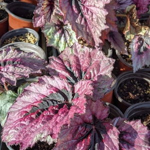 Begonia T-Rex Nautilus "Ruby"