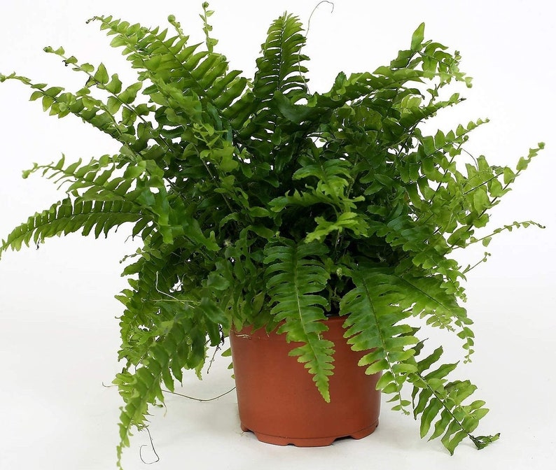 WonkaPlants Nephrolepis Exaltata Compacta Tiger Fern Plant