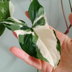 RARE Live Variegated Syngonium White Albo Plant - USA Seller