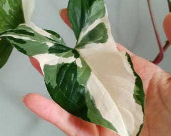 RARE Live Variegated Syngonium White Albo Plant - USA Seller
