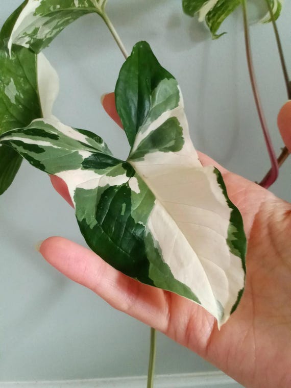 Syngonium Albo Variegata
