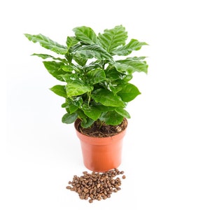 Arabica Coffee Plant, Live starter Plant image 9