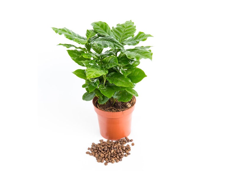 Arabica Coffee Plant, Live starter Plant image 9