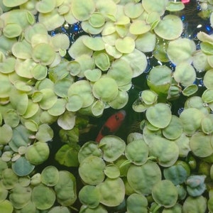 Red Root Floater (Phyllanthus Fluitans) – Live Aquarium Plant, Beginner Friendly, Freshwater
