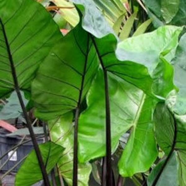 Alocasia "Black Stem", Elephant Ears