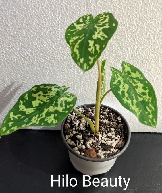 Alocasia hilo Beauty Elephant Ears Etsy