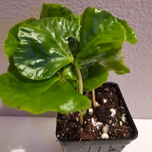Arabica Coffee Plant, Live starter Plant image 8
