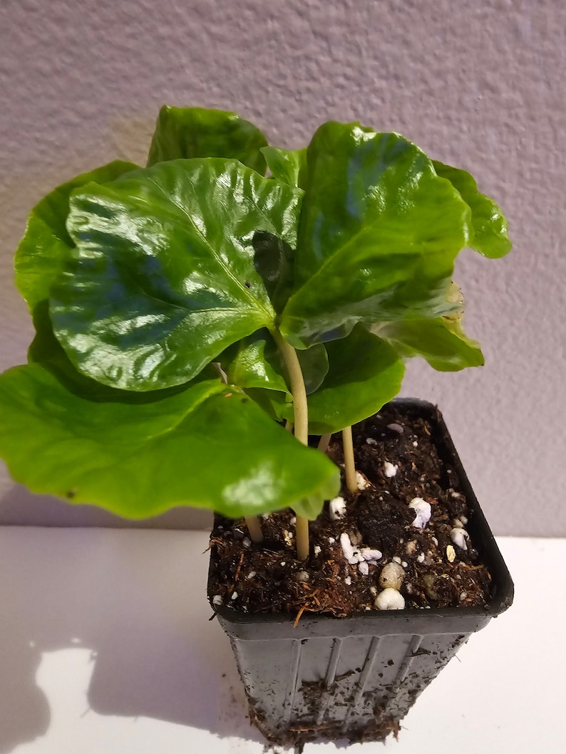 Arabica Coffee Plant, Live starter Plant image 8