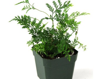 Davallia Humata Tyermanii - White Rabbit's Foot Fern - USA Seller