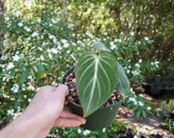 May include: A single green velvet leaf plant in a green pot with brown soil. The plant has a prominent vein running down the center of the leaf.