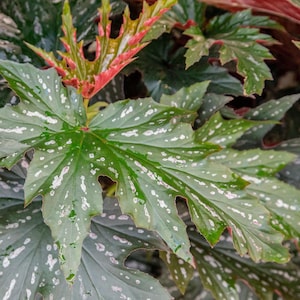 Levande Ängelvingebegonia "Sophia" Starter krukväxt - USA Säljare