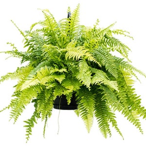 Nephrolepis Exaltata Compacta 'Tiger Fern' スターター プラント - ライブ