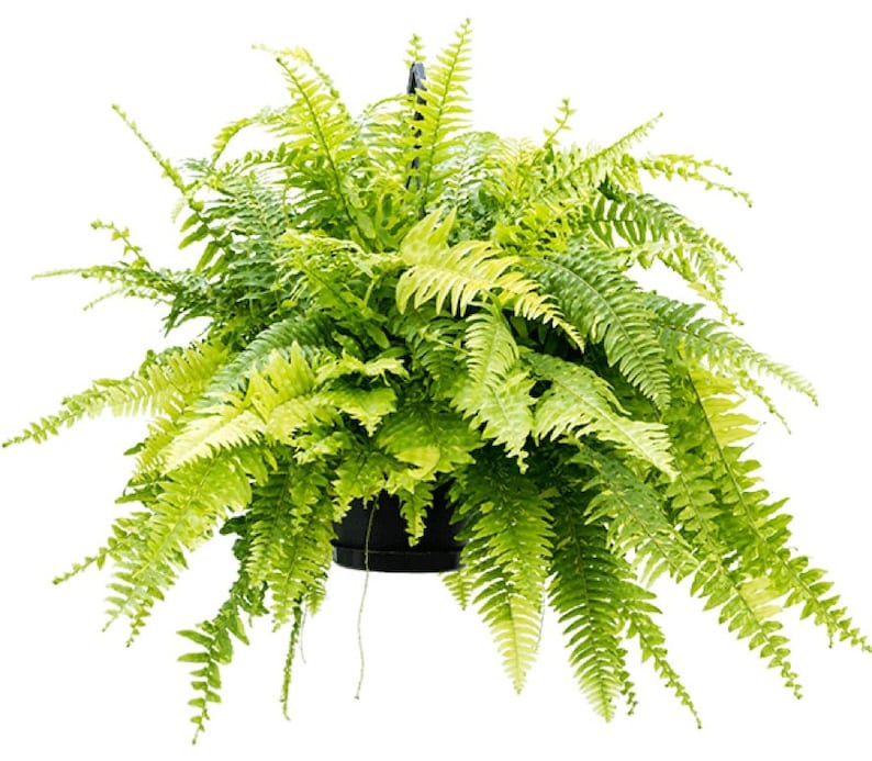 WonkaPlants Nephrolepis Exaltata Compacta Tiger Fern Plant - Thumbnail 3