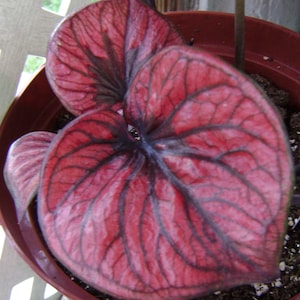 Caladium &#39;Thai Red&#39; beauty hybrid Live, Starter Plant - USA Seller