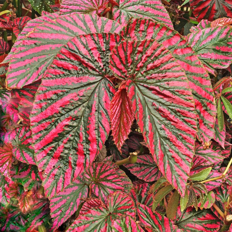 May include: Close-up of a vibrant pink and green begonia plant with large, patterned leaves. The leaves have a striking striped pattern of dark green and bright pink.