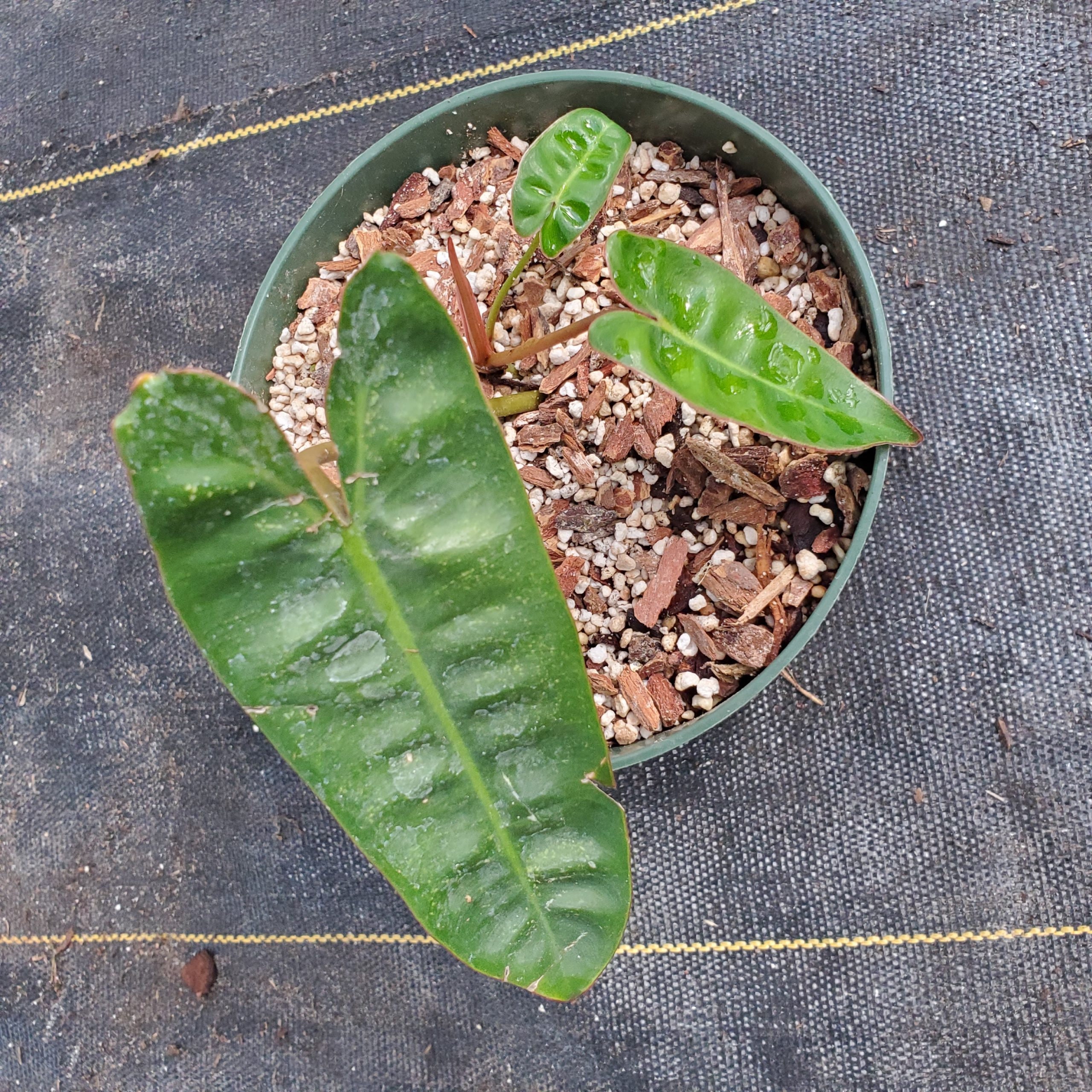 【専用】レア　フィロデンドロン　エメラルデンセ a Philodendron atabapoense - Etsy 日本