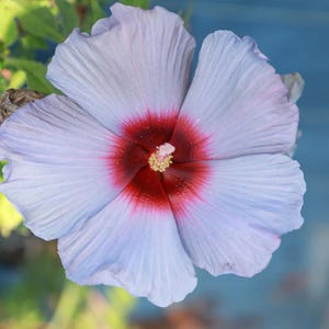 May include: A large hibiscus flower with five broad, light lavender petals that transition into a deep, dark red center. The central stamen is prominent, featuring a cluster of small, textured yellow pollen grains at the very tip of the bloom.
