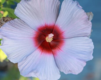 Può includere: Un grande fiore di ibisco con cinque ampi petali color lavanda chiaro che sfumano verso un centro rosso scuro intenso. Lo stame centrale è ben visibile e presenta un grappolo di piccoli granelli di polline giallo sulla sua punta.