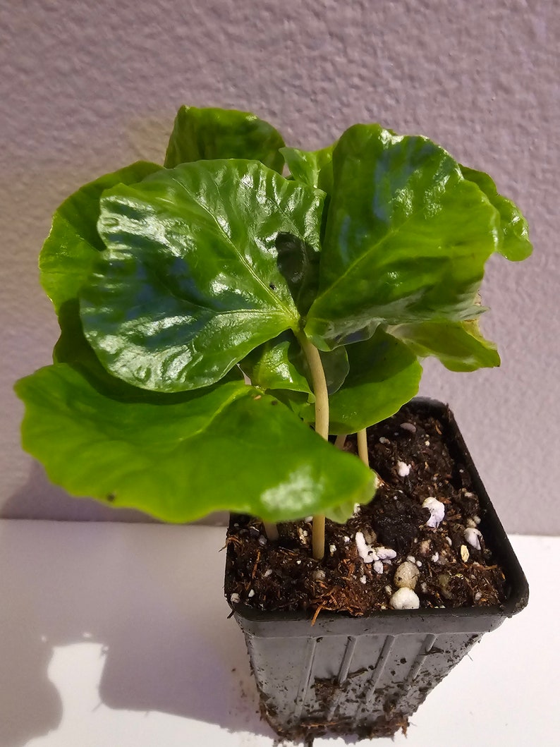 Arabica Coffee Plant, Live starter Plant image 5