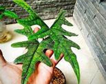 Alocasia Jacklyn Stunning Live Starter Plant