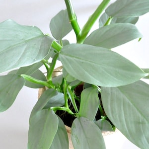 Whipple way philodendron - Etsy 日本