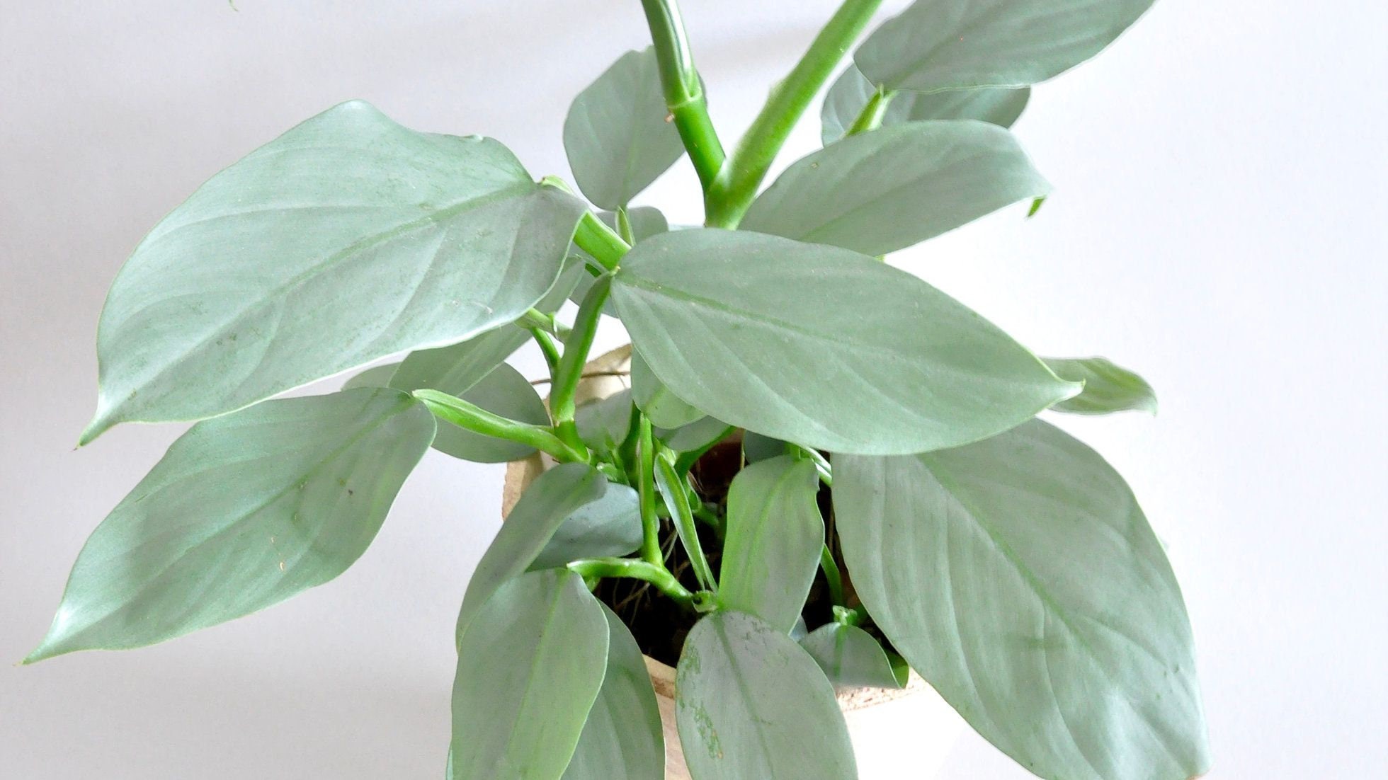 Silver sword philodendron - Etsy 日本