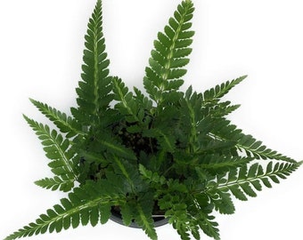 Live East Indian Fern - Arachnoides Simplicior Starter Plant