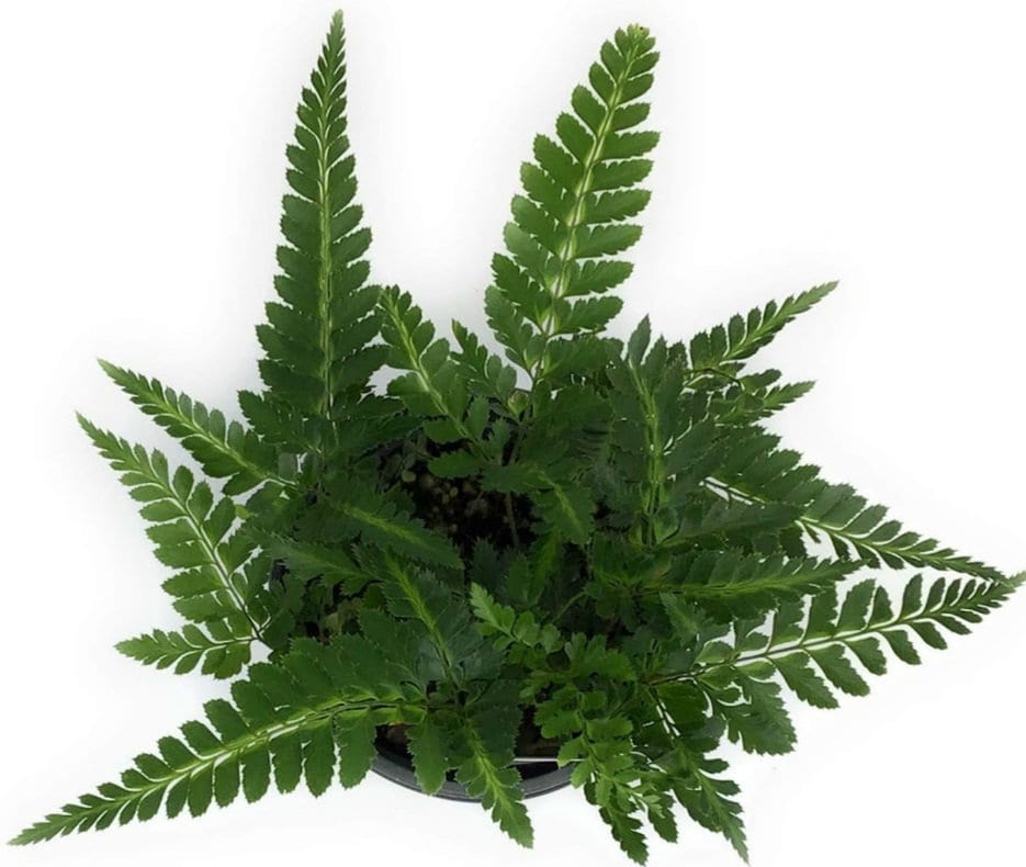 Lebender Indischer Farn - Arachnoides Emblicior Starter Plant - Etsy Schweiz
