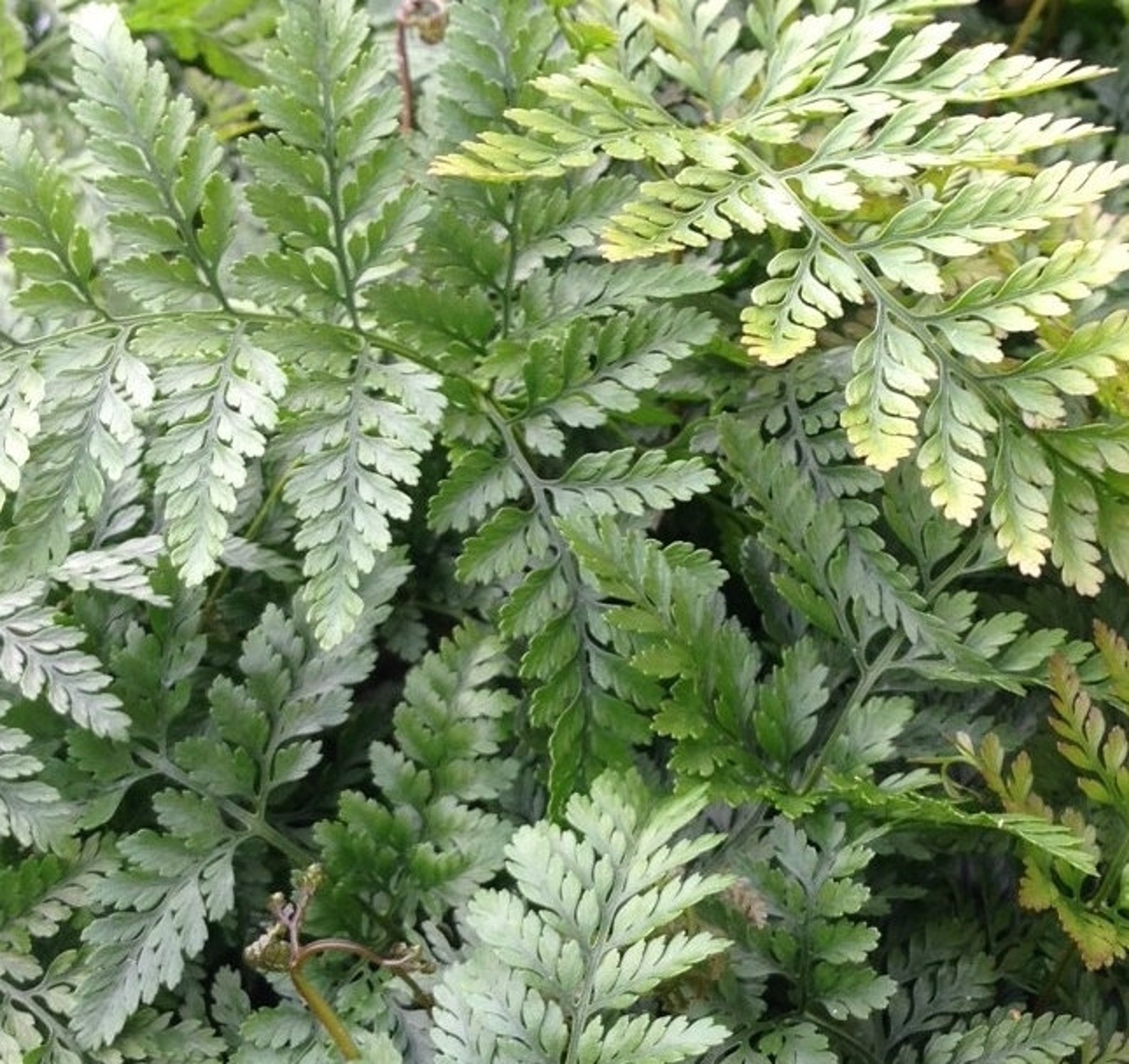 Davallia Humata Tyermanii - White Rabbit's Foot Starter Fern Plant ...