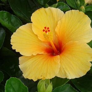 Op de afbeelding: Een levendige gele hibiscusbloem met een rood centrum en een gele stamper. De bloem is in volle bloei en heeft een delicate, gekrulde textuur. De bloem wordt omringd door groene bladeren.
