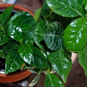 Arabica Coffee Plant, Live starter Plant image 1