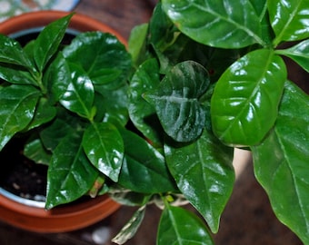 Arabica Coffee Plant, Live starter Plant